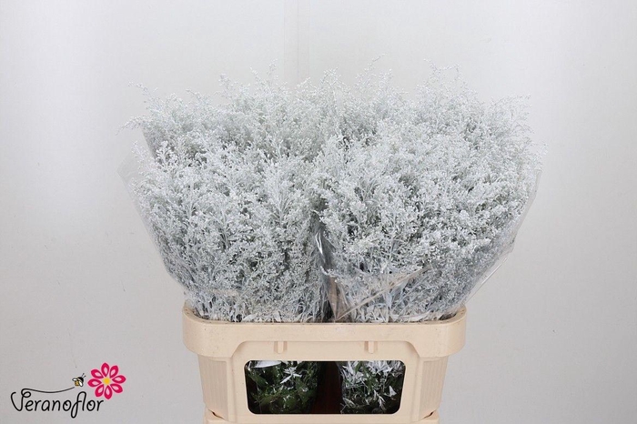 <h4>SOLI OV KLB H%</h4>