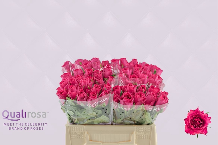 <h4>Rosa a grande fleur Madam Cerise</h4>
