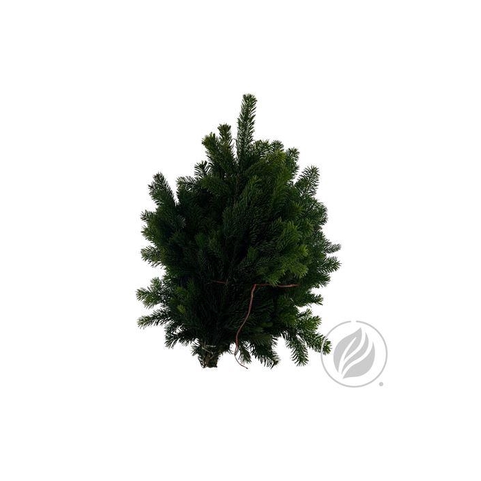 <h4>NORDMANN 5KG</h4>