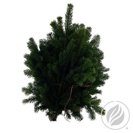 <h4>NORDMANN 5KG</h4>