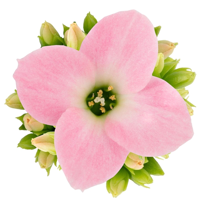 <h4>Kalanchoe Cora</h4>