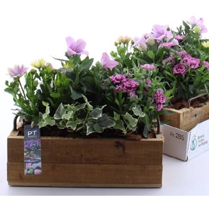 ARR TUINPLANTEN