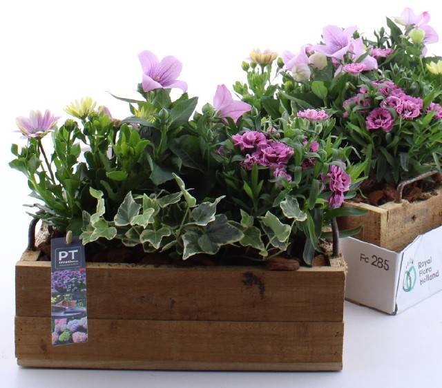 <h4>ARR TUINPLANTEN</h4>