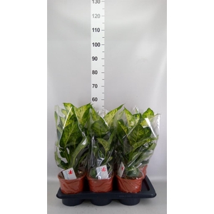 Dieffenbachia  'Sublime'