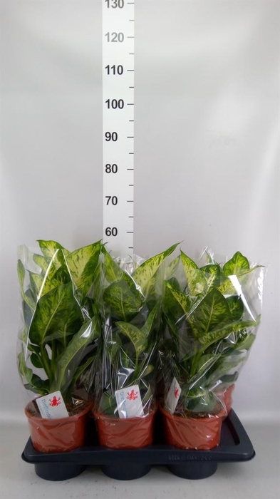 <h4>Dieffenbachia  'Sublime'</h4>