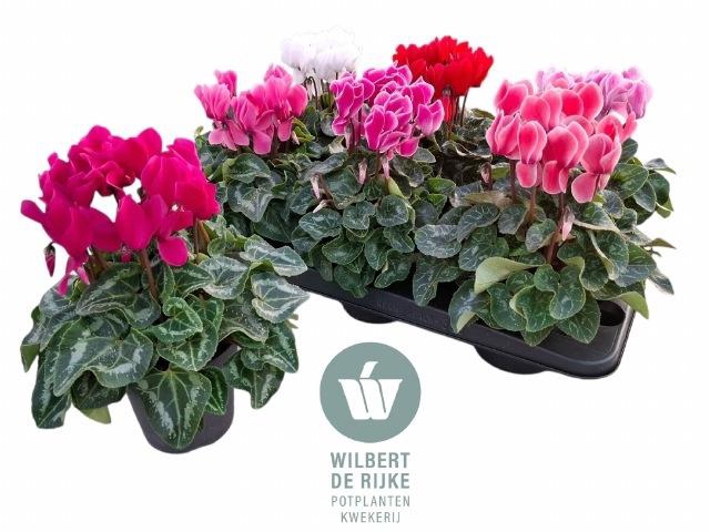 <h4>CYCL MD SUP ALLURE</h4>