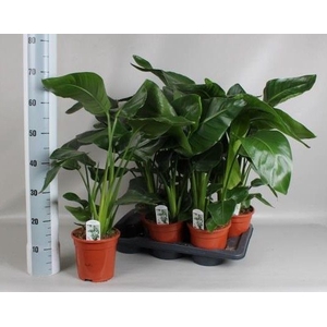 STRELITZIA NICOLAI
