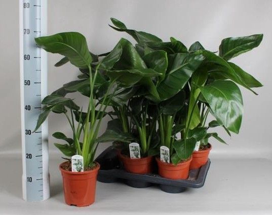 <h4>STRELITZIA NICOLAI</h4>