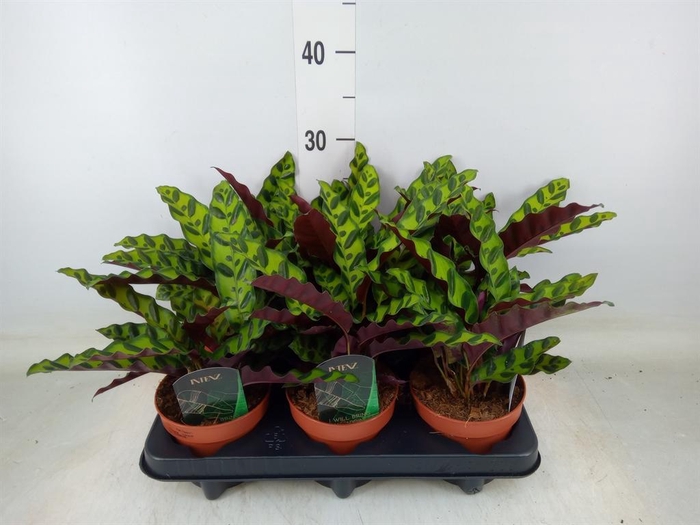 <h4>Calathea lancifolia</h4>