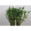 Drac Lucky Bamboo