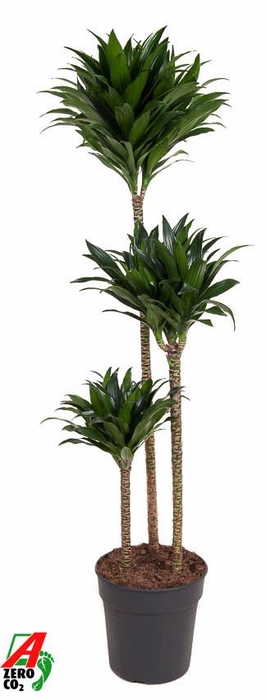 <h4>Dracaena Compacta</h4>