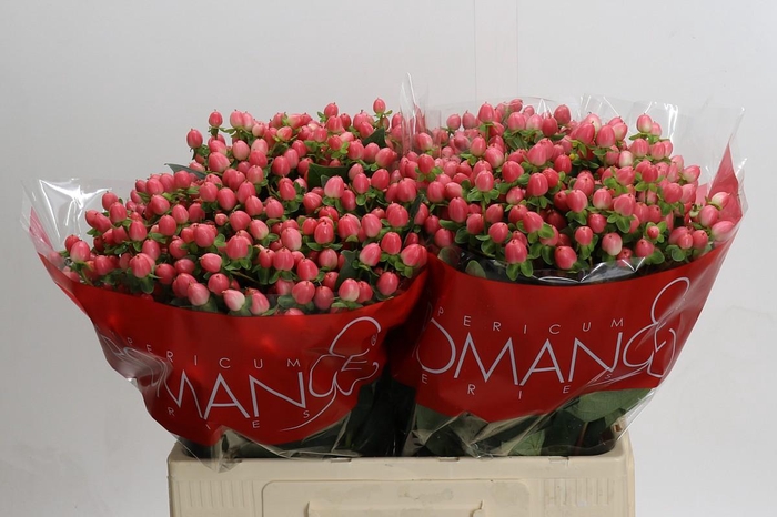 <h4>Hypericum Sweet Romance</h4>