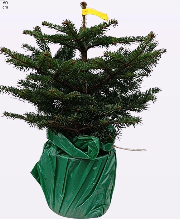 <h4>Abies nordmanniana</h4>