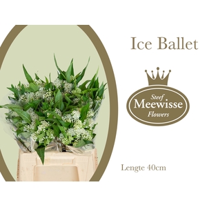 Asclepias Ice Ballet