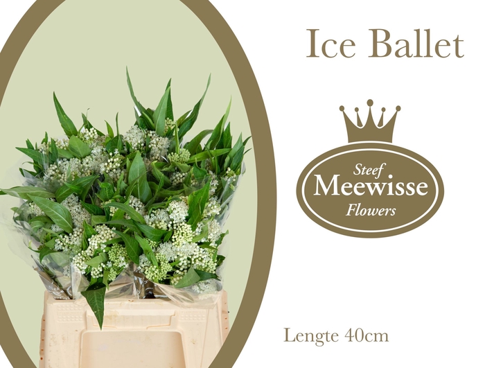 <h4>Asclepias Ice Ballet</h4>