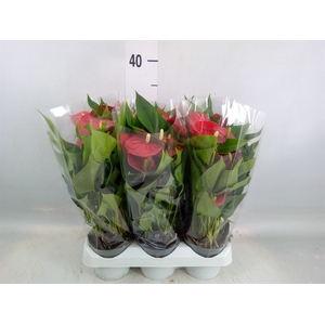 Anthurium andr. 'Micra'