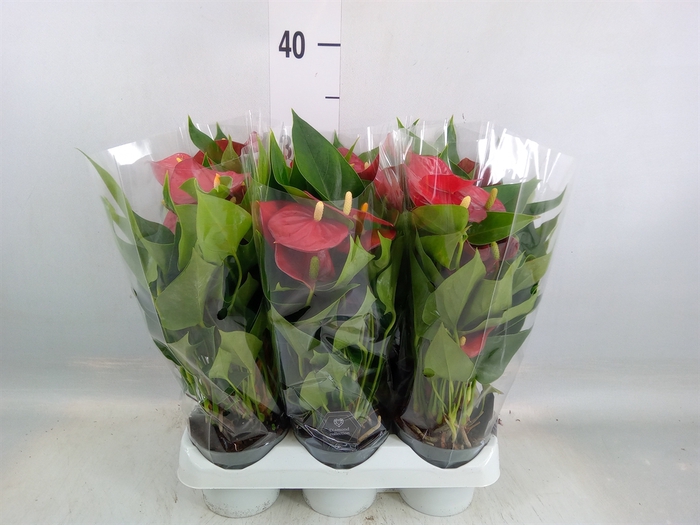 <h4>Anthurium andr. 'Micra'</h4>