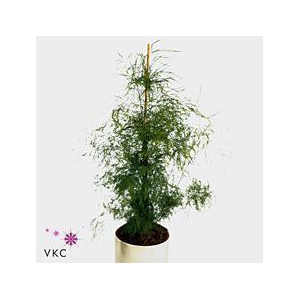 Leaf treefern (asparagus virgatus)
