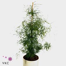 <h4>Leaf treefern (asparagus virgatus)</h4>