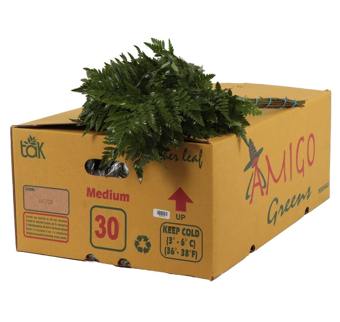 <h4>Lederv. Medium</h4>