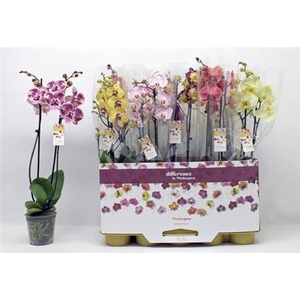 Phal Gem 2 Branches 16+