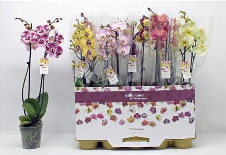 <h4>Phal Gem 2 Tak</h4>