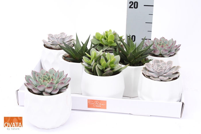 <h4>SUCC GEM 4 SRT</h4>