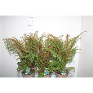 Cyathea Tomentosissi