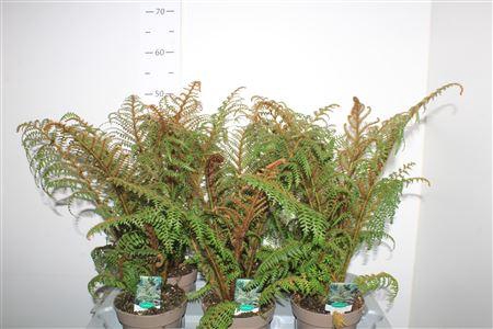 <h4>Cyathea Tomentosissi</h4>
