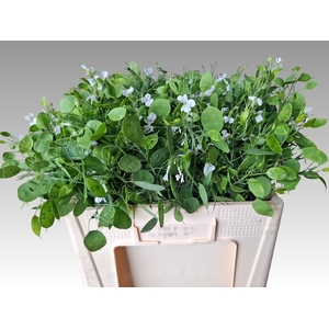 LUNARIA ANN GROENE P