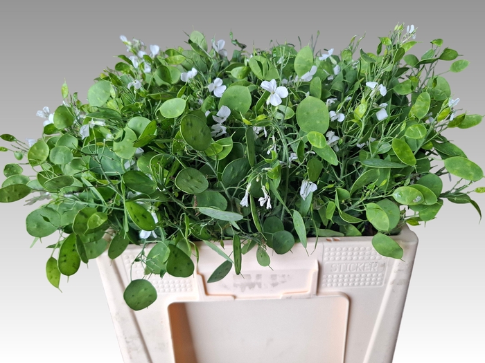 <h4>LUNARIA ANN GROENE P</h4>