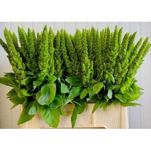 Amaranthus Green 60cm
