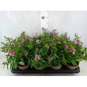 Angelonia  'Serena Lavender'