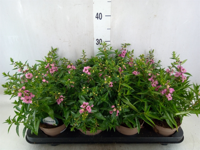 <h4>Angelonia  'Serena Lavender'</h4>