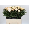 Paeonia Madame Claude Tain