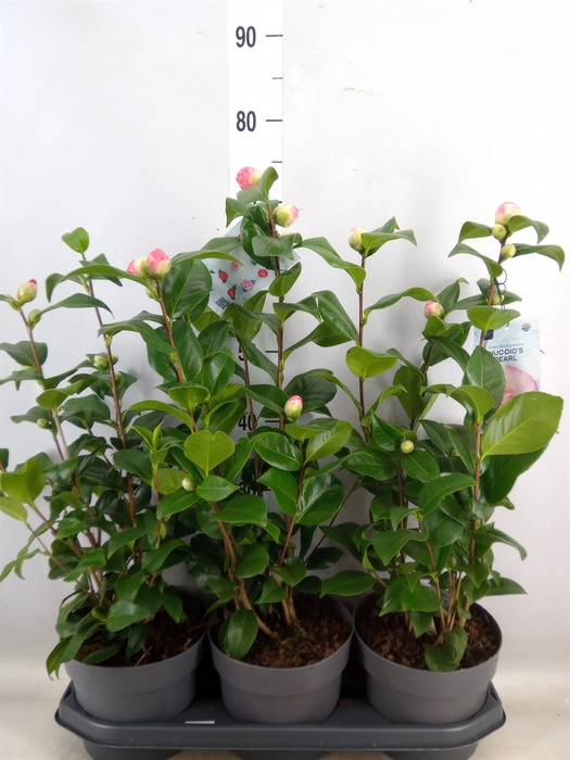 <h4>Camellia japonica</h4>