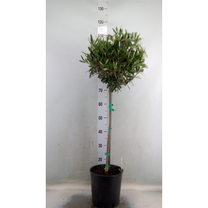 Olea europaea