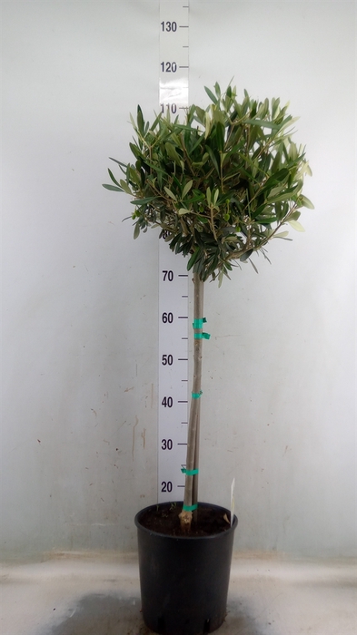 <h4>Olea europaea</h4>