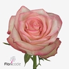 Rosa large paloma