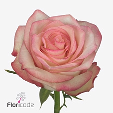 Rosa large paloma