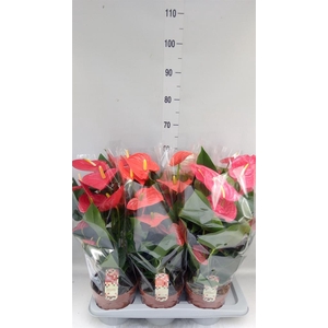 Anthurium   ...mix 4