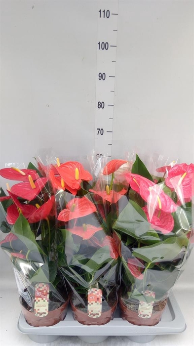 <h4>Anthurium   ...mix 4</h4>