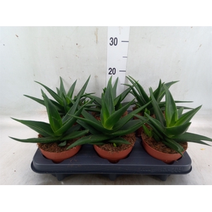 Haworthia pumila 'West Jogoo'