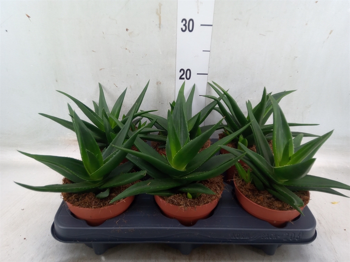 <h4>Haworthia pumila 'West Jogoo'</h4>