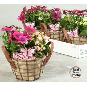 ARR TUINPLANTEN