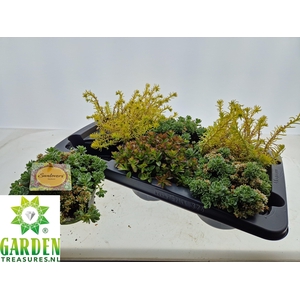 SEDUM GEM