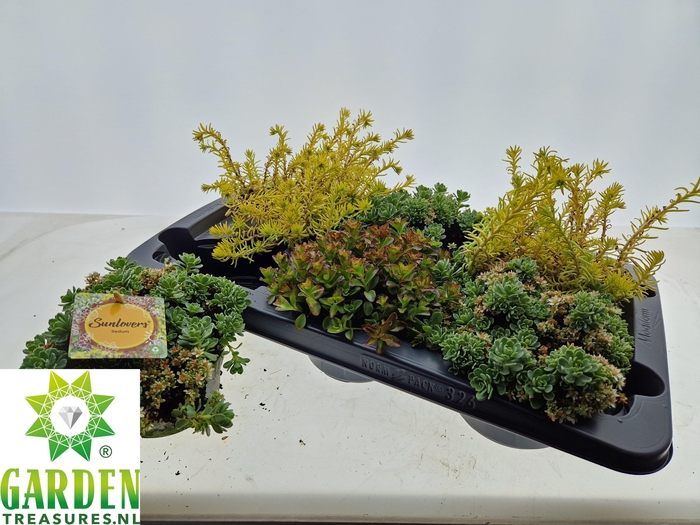 <h4>SEDUM GEM</h4>