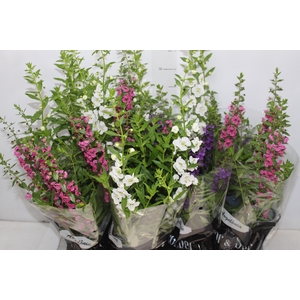 ANGELONIA P14 VARIADO