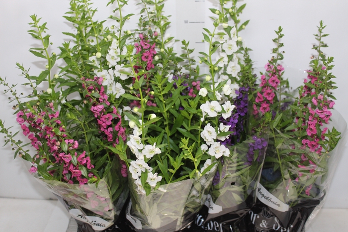 <h4>ANGELONIA P14 VARIADO</h4>