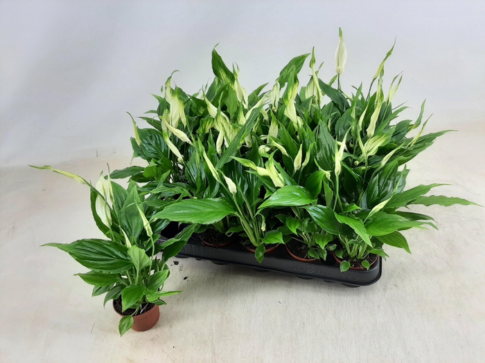 <h4>SPATH CHOPIN</h4>